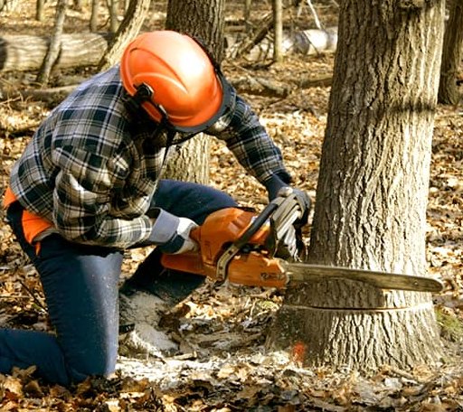 Tree Removal in Elmer, LA